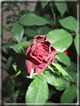 foto Rose